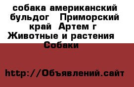 собака американский бульдог - Приморский край, Артем г. Животные и растения » Собаки   